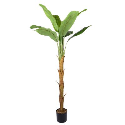 China Natural Artificial Greenery Indoor Outdoor Tropical Home Decor HuiCai Decoration Banana Trees Plant For Indoor 180cm for sale