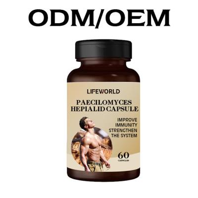 China Suplementos para a melhoria do corpo masculino em cápsula Cordyceps Sinensis Paecilomyces Hepialid Extract à venda