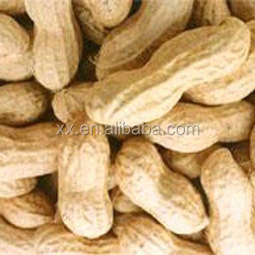 China Delicious Roasted 	Fresh Raw Peanuts In Shell For Sale Yummy Food Human Consumption for sale