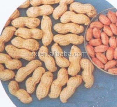 China Raw Peanuts In Shell 	Fresh Raw Peanuts Groundnuts In Shell For Sell Yummy Food for sale