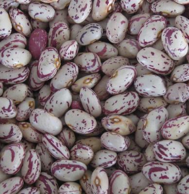 China America Round Kidney Bean For Sale From China Origin With High Quality with cheap Price for sale