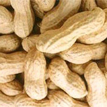 China New Crop Shandong Peanut Inshell Yummy Food Long Type 9/11 11/13 Size Long/Round for sale