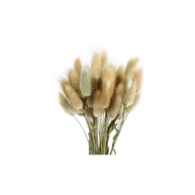 China Beautiful Eternal Flowers Of Colorful Home Decoration Bunny Tail Dry Flower Bunch Real Flowers for sale