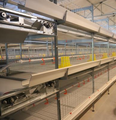 Chine Hot-selling broiler cage system in agricultural greenhouses à vendre