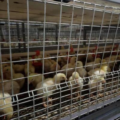 中国 chicken cage for broiler chicken automatic system 販売のため