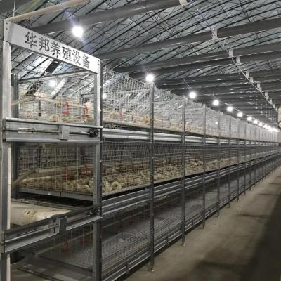 Cina Automatic H type broiler cage in vendita