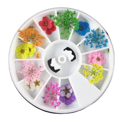 China 3d Nail Art Decoration Preserved Mixed Dried Nail Art Decoration Flower Manicure Decoration Tips 12 Lattice Plate Mounted Nail Decorative Dry Flower for sale