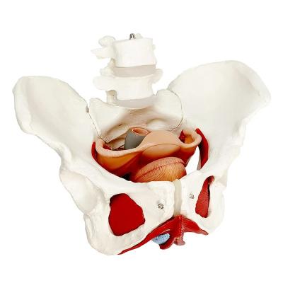 China School Training Female Pelvis And Perineum Model With Removable Organs Floor Female Pelvic Muscle Magnetic Mounting Anatomical Model for sale