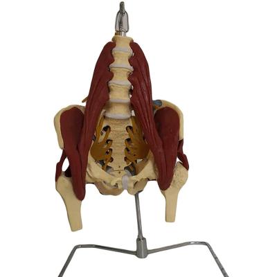 China School Training Anatomy Model Medical Anatomical Female Pelvis Model With Floor Pelvic Muscle Lumbar Spine Life Size Model for sale