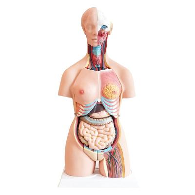 China High Quality Training School PVC Materials Eco - Friendly And Safe Semi Human Anatomy Model for sale