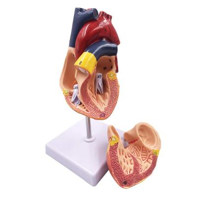 China School forming PVC material tasteless and easy to clean the human heart model of learning resources for sale