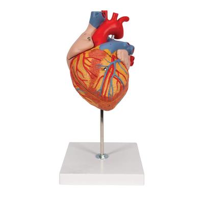 China Life Size Anatomically Accurate Numbered Heart Four Part School Training Medical Model For Individual Study for sale