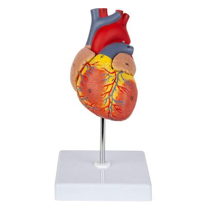 China School Heart Life Size Human Scientific Model Anatomical Human Heart Model For Medical Students for sale