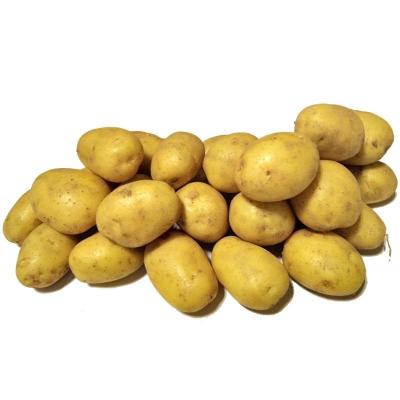 China 2021pure new holland food natural healthy natural freshest potato shandong china for sale