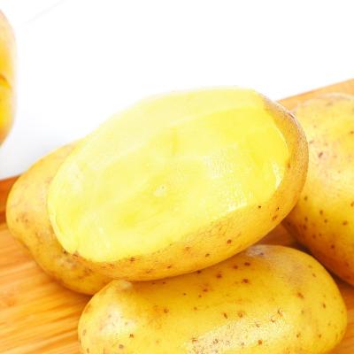 China china fresh potato supplier wholesale fresh potatoes price for potato chips for sale