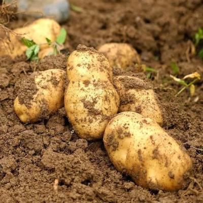 China Dutch Organic Potato Fresh Vegetables From Holland Cheap Price Professional Organic Food Jin xiang Export To Pakistan for sale