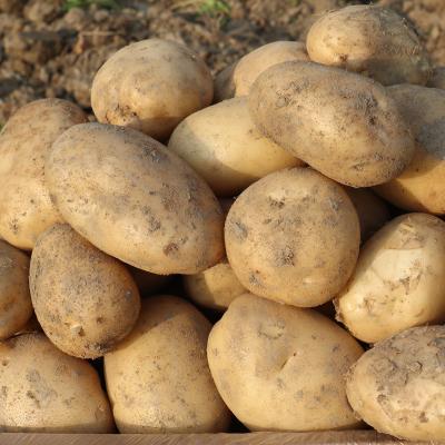 China china fresh farm potato supplier price holland fresh potato for sale