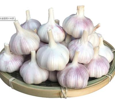 China Best fresh garlic in low price seed sellers china garlic price chinese suppliers price for sale