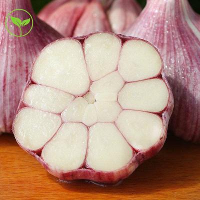 China New Culture Fresh Cultured Hot Sale China Factory Garlic Price Lao Para Traer One Box 10kg Chilli Garlic for sale