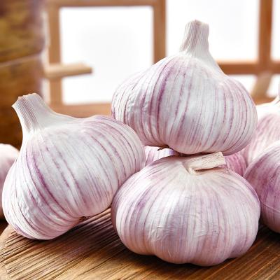 China China Suppliers Fresh Garlic Natural Fresh White Garlic Fresh Garlic Ajo Fresco for sale