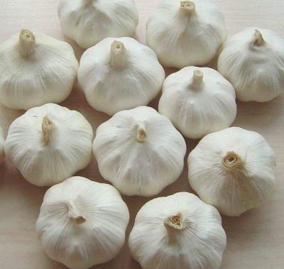 China Best Fresh Fresh Garlic Supplier Lao Gansu Garlic All Year Around China for sale