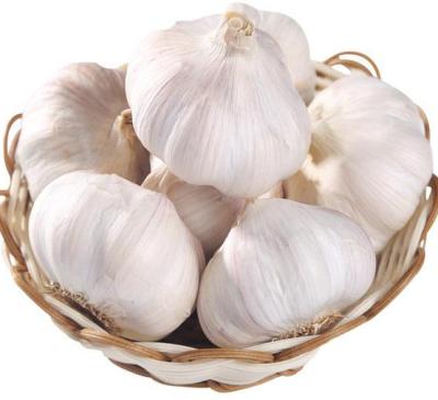 China 2022 Fresh Fresh Garlic Normal Bulk White Garlic Various Garlic In Jar Importers for sale