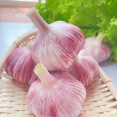 China Buy Fresh Other Fresh Vegetables Garlic Cloves Organic Garlic Purple Garlic for sale