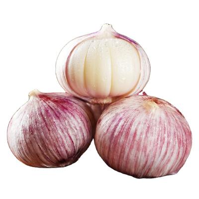 China Chinese 3p Fresh Pure White Purple Garlic Fresh Garlic Red Garlic For Sale for sale