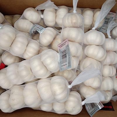 China 10 Fresh Garlic Pack 5.5 Cm Kilograms High Quality Purple Garlic Fresh White Garlic for sale