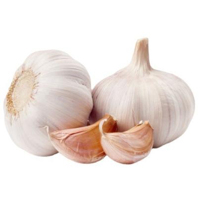 China 6cm Fresh Organic Natural Garlic Chinese White Garlic Manufacturers for sale