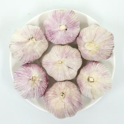 China Fresh Chinese Fresh Garlic Suppliers Wholesale 4.5cm 5.5cm 5cm 6cm 6.5cm Pure White Garlic Garlic for sale