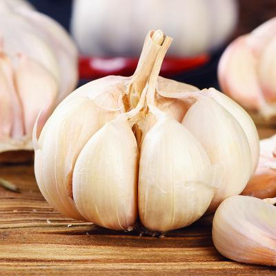 China Fresh Chinese Natural Fresh Garlic Normal Pure White Garlic 6.0cm White Garlic for sale