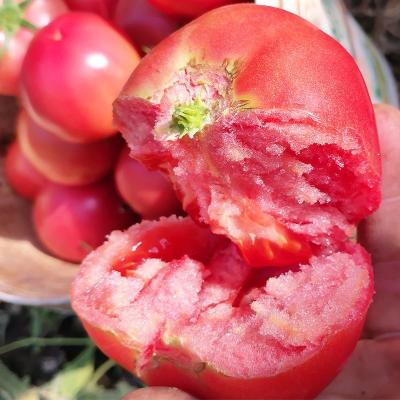 China Shandong 2022 fresh most bulk fresh pure natural high quality tomato for sale