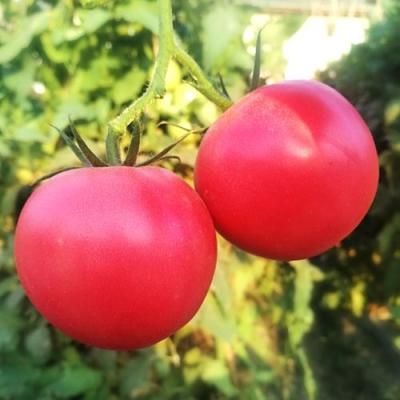 China China 2022 fresh most fresh pure natural high quality fresh tomatoes for sale