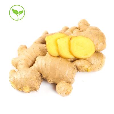 China Shandong Fresh China Dried Ginger Fresh Ginger Great Price for sale