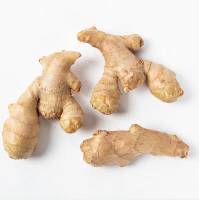 China China Ginger Supplier Wholesale Fresh Air Dried Ginger for sale