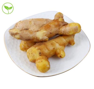 China Spicy Fragrant Healthy Green Healthy Ginger Dried Fresh Ginger at Good Price for sale