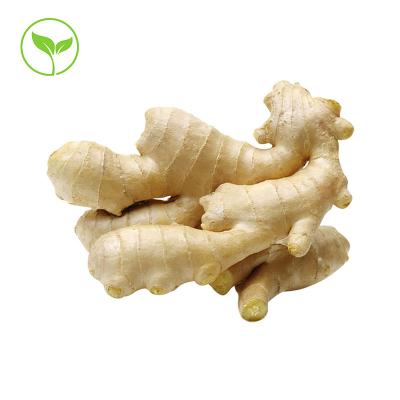 China Strong Taste Direct Farm Selling Freshest Unpolluted Ginger From Shandong Chengda China for sale