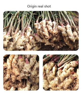 China Strong Taste Direct Farm Selling The Purest Unpolluted Ginger From Shandong Chengda China for sale