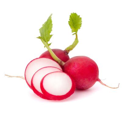 China 2022 healthy Chinese high quality pure natural fresh tender radish for sale