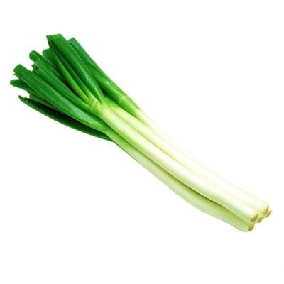 China 2022 Shandong Healthy Wholesale Fresh High Quality Green Onions for sale