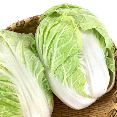 China 2022 High Quality Natural Pure Healthy Food Shandong Jiaozhou High Quality Chinese Cabbage for sale