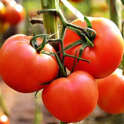 China 2022 China Fresh Most Fresh Pure Natural High Quality Tomatoes for sale