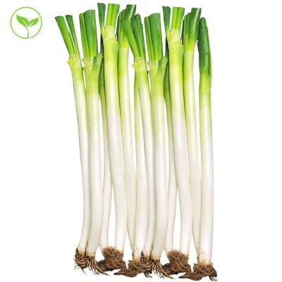 China 2022 Shandong Zhangqiu healthy fresh high quality green onions for sale