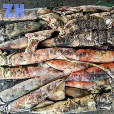 China NATURE North Pacific Squid Raw Meat Wholesale Frozen Squid Bartramii for sale