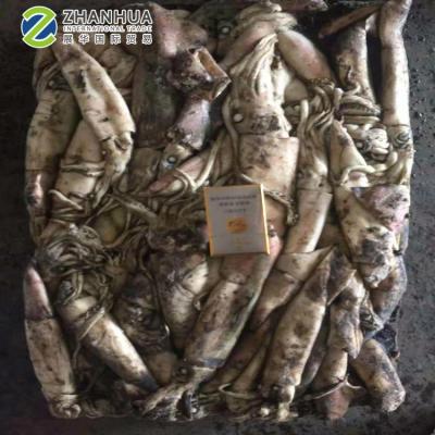 China Wholesale Nature North Pacific Frozen Squid Batrami Squid For Groundbait Frozen Squid for sale