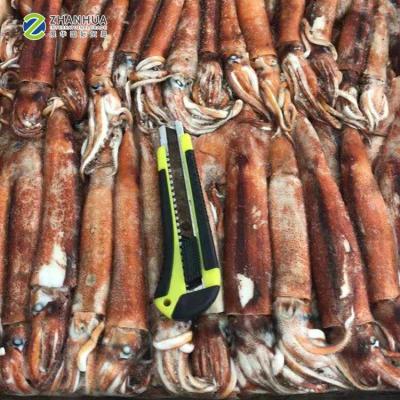 China NATURE Loligo Squid 50-100g Whole Round High Quality BQF Loligo Squid for sale