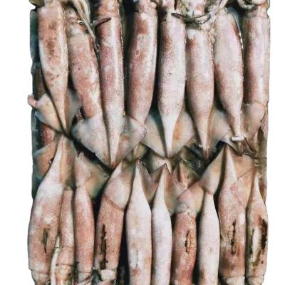 China Low Sugar Todarodes Squid China Supplier Frozen Todarodes Pacificus Squid for sale