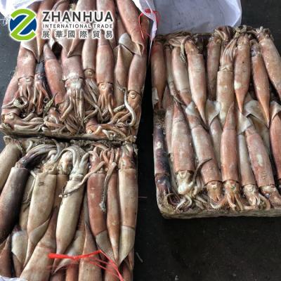 China Nutritious Suppliers 100-150g 150-200g 200-300g, 80-120g todarodes pacificus squid for squid baits for sale