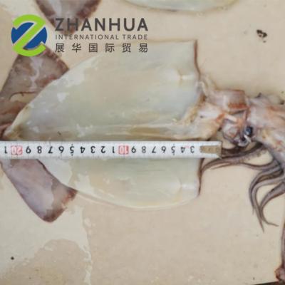 China Baby Giant Squid Nutritious Slice Dissected Frozen BQF Squid Tube for sale